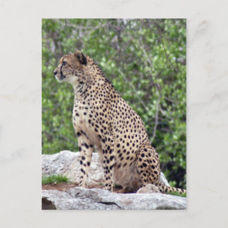 Cheetah 4x6 Postkarte