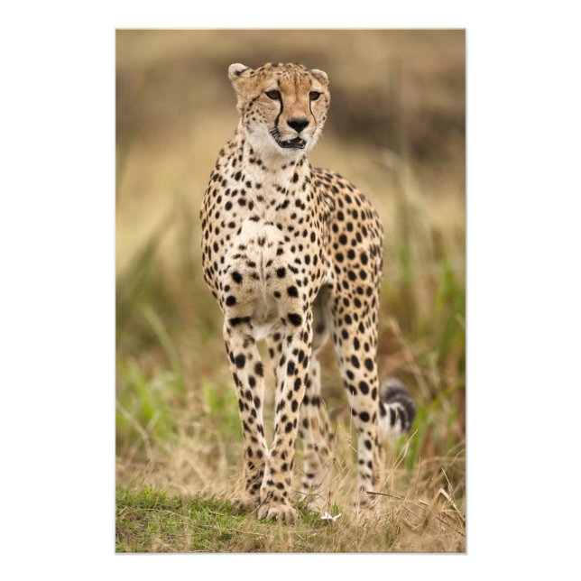 Cheetah, Acinonyx jubatus, im Masai Mara Fotodruck (Vorne)