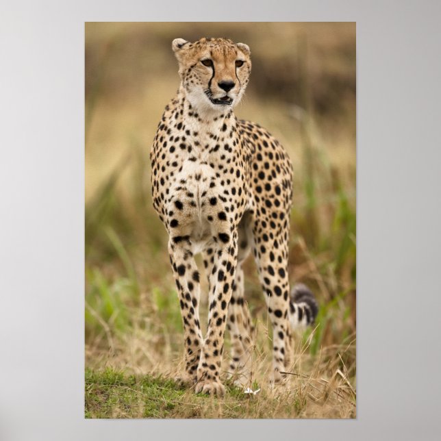 Cheetah, Acinonyx jubatus, im Masai Mara Poster (Vorne)