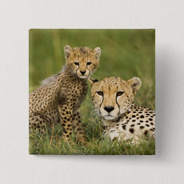 Cheetah, Acinonyx jubatus, mit Cub Button (Vorderseite)