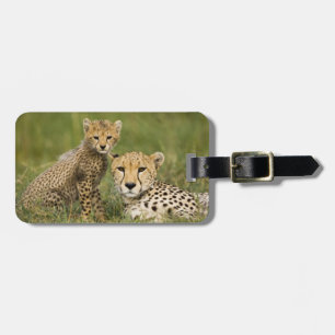 Cheetah, Acinonyx jubatus, mit Cub Gepäckanhänger