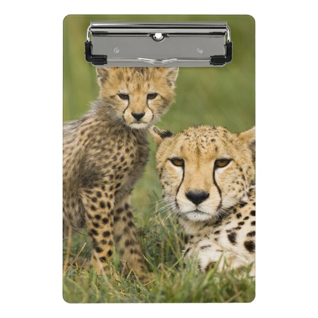Cheetah, Acinonyx jubatus, mit Cub Mini Klemmbrett (Vorderseite)