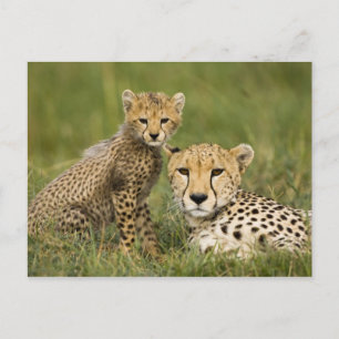 Cheetah, Acinonyx jubatus, mit Cub Postkarte