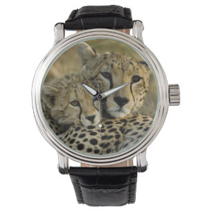 Cheetah, Acinonyx jubatus, mit Krüge im Masai 2 Armbanduhr