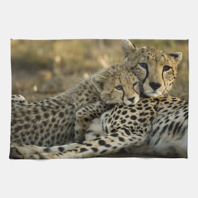 Cheetah, Acinonyx jubatus, mit Krüge im Masai 2 Geschirrtuch (Horizontal)