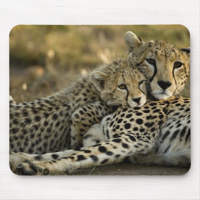 Cheetah, Acinonyx jubatus, mit Krüge im Masai 2 Mousepad (Vorne)