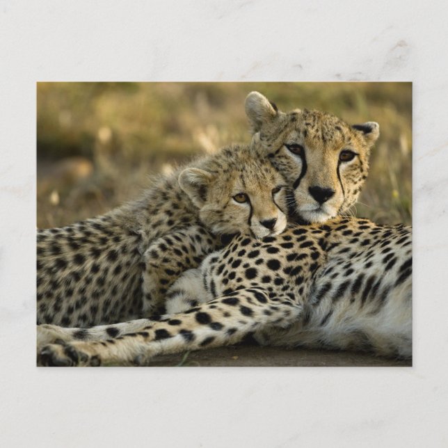 Cheetah, Acinonyx jubatus, mit Krüge im Masai 2 Postkarte (Vorderseite)