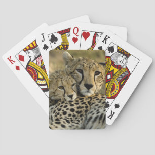 Cheetah, Acinonyx jubatus, mit Krüge im Masai 2 Spielkarten