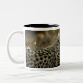 Cheetah, Acinonyx jubatus, mit Krüge im Masai 2 Zweifarbige Tasse