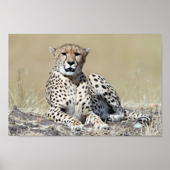 Cheetah at the Masai Mara in Kenya photo Poster (Vorne)