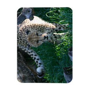 Cheetah auf der Jagd Magnet