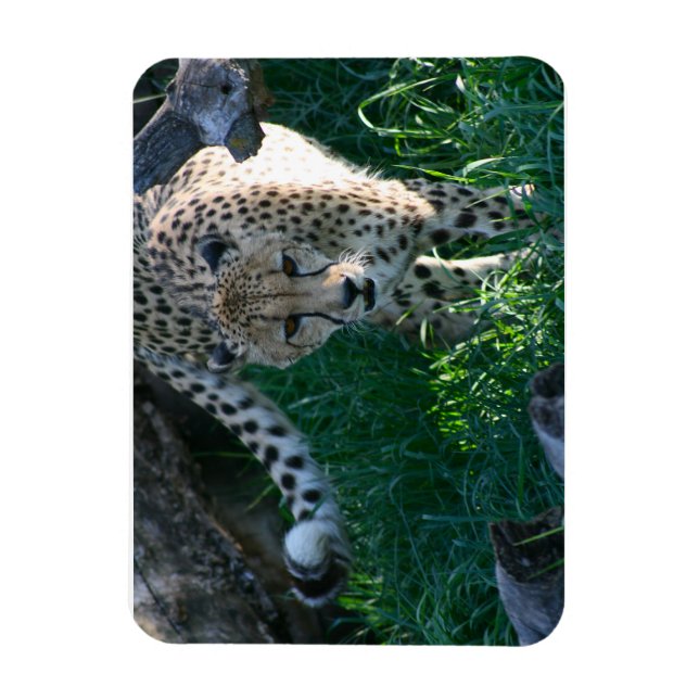 Cheetah auf der Jagd Magnet (Vertikal)