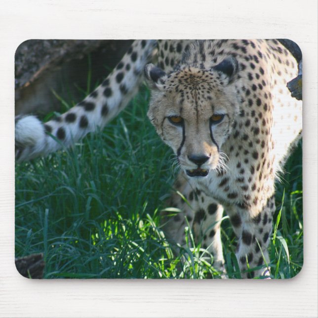 Cheetah auf der Jagd Mousepad (Vorne)