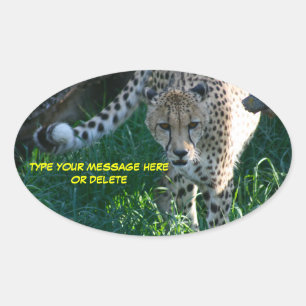 Cheetah auf der Jagd Ovaler Aufkleber
