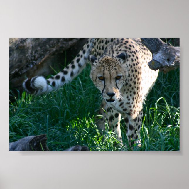 Cheetah auf der Jagd Poster (Vorne)