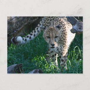 Cheetah auf der Jagd Postkarte