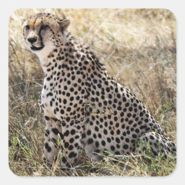 Cheetah-Aufkleber 2 Quadratischer Aufkleber