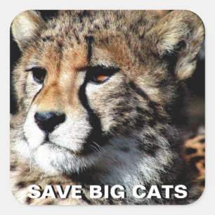 Cheetah-Aufkleber Quadratischer Aufkleber
