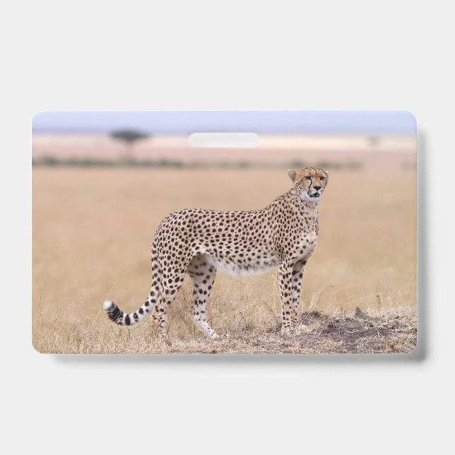 Cheetah Ausweis (Vorderseite)
