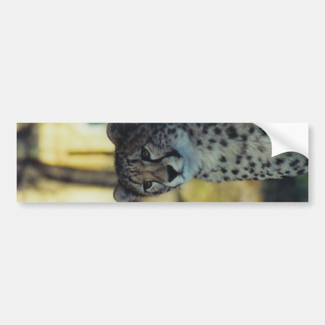 Cheetah-Autoaufkleber Autoaufkleber (Vorne)