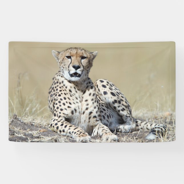 Cheetah Banner (Horizontal)
