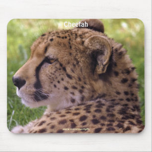 Cheetah Big Cat Wildlife Foto Mousepad