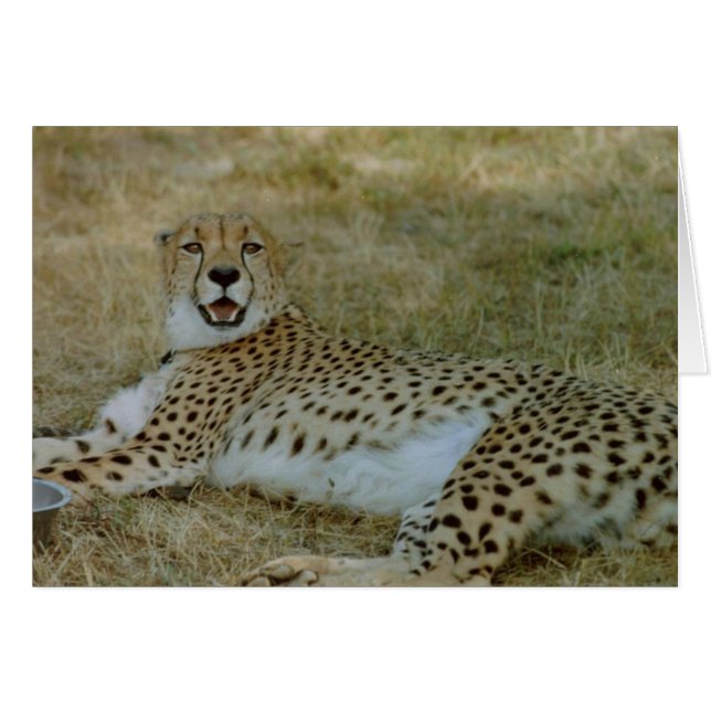 Cheetah Card (Vorderseite (Horizontal))
