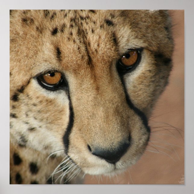 Cheetah Cat Print Poster (Vorne)