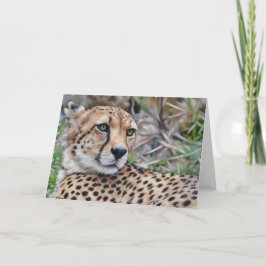 Cheetah Cat Wilde Tiere Art Karte