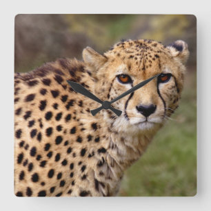 Cheetah Clock Quadratische Wanduhr
