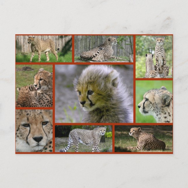 Cheetah-Collage 001 Poster Ankündigungspostkarte (Vorderseite)