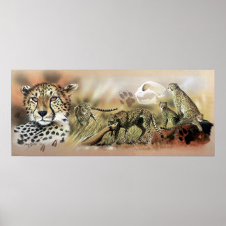Cheetah Collection Poster