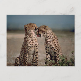 Cheetah Couple Fotografie Postkarte