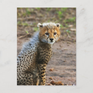 Cheetah Cub Acinonyx Jubatus Postkarte