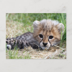 Cheetah cub postkarte