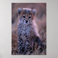 Cheetah Cub | Savannah, Kenia