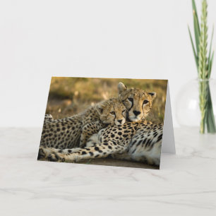 Cheetah Cub Snuggling mit seiner Mama Karte