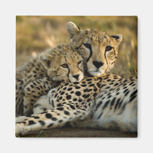 Cheetah Cub Snuggling mit seiner Mama Magnet