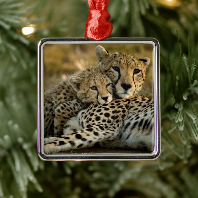 Cheetah Cub Snuggling mit seiner Mama Ornament Aus Metall (Baum)