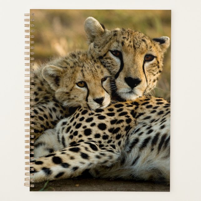Cheetah Cub Snuggling mit seiner Mama Planer (Vorderseite)