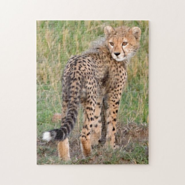 Cheetah Cub sucht Ihren Weg. (Vertikal)