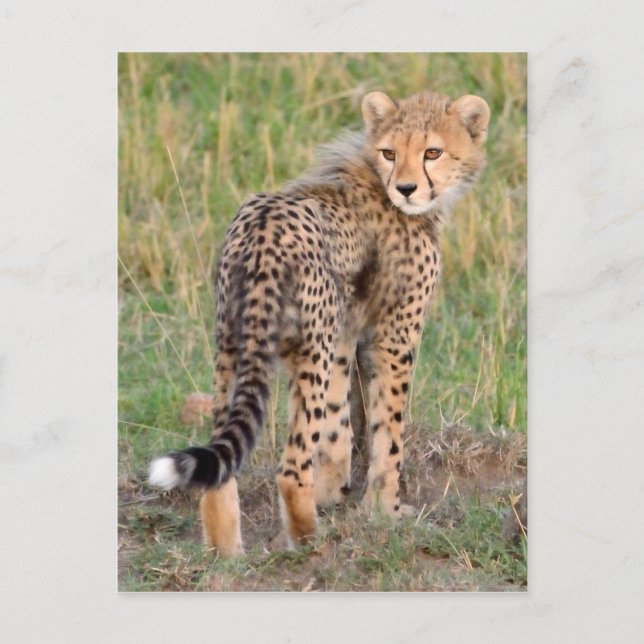 Cheetah Cub sucht Ihren Weg. Postkarte (Vorderseite)