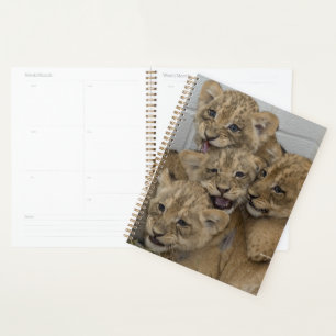 Cheetah Cubs Playing Planer