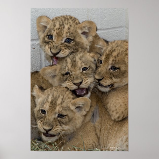 Cheetah Cubs Playing Poster (Vorne)