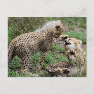 Cheetah Cubs Poster Postkarte