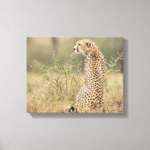 Cheetah dans un cadre sauvage toile enveloppée Imp