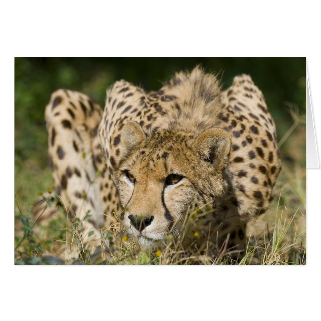 Cheetah Down Low (Devant horizontal)