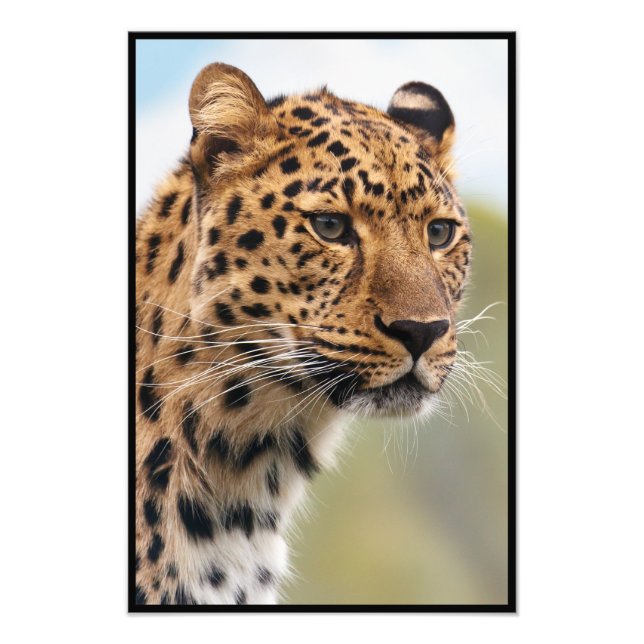 Cheetah Face Fotodruck (Vorne)
