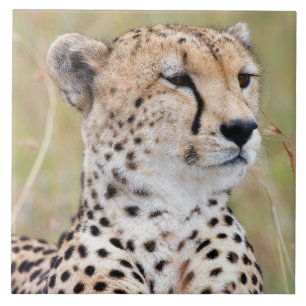 Cheetah Fliese