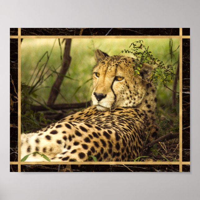 Cheetah Foto Image Print Poster (Vorne)